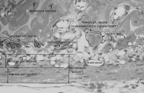  cells of bone 