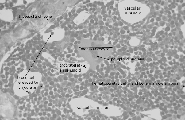 HLS Bone Marrow And Hemopoiesis Red Marrow Section HIGH MAG Labeled