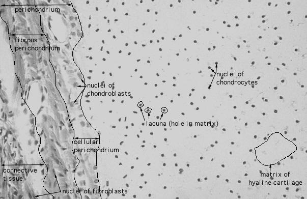  hyaline cartilage 