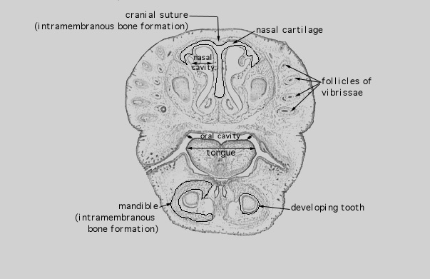  fetal rat (mid), developing tooth 