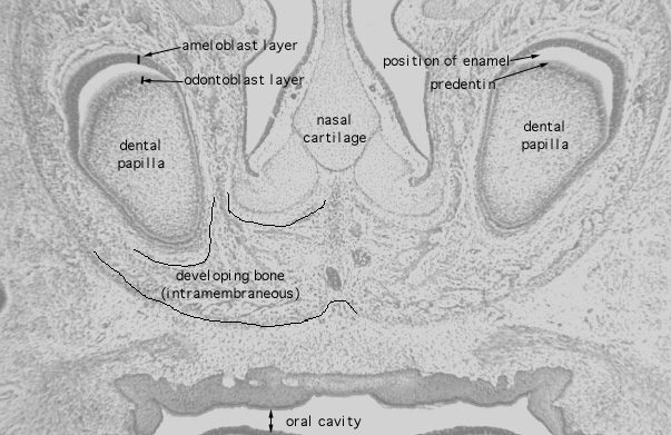  fetal rat, developing tooth, enamel 