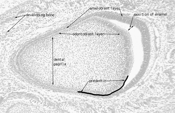 fetal rat, developing tooth, enamel 