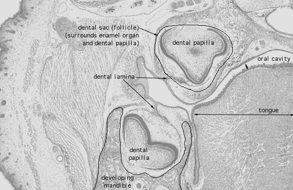  fetal rat, developing tooth 