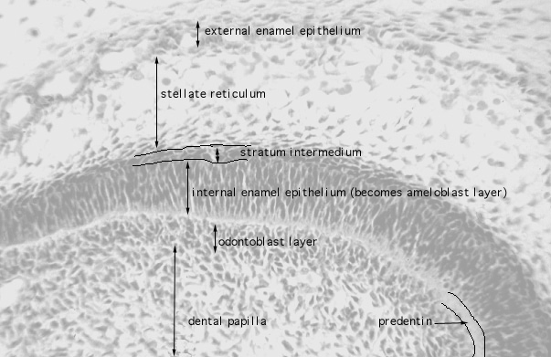  fetal rat, developing tooth, ameloblasts and odontoblasts 