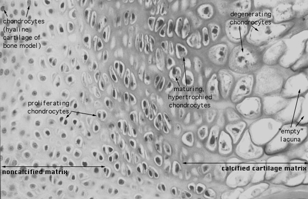  endochondral ossification, primary center 