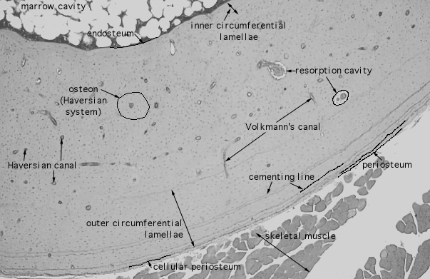 compact, woven and lamellar bone 