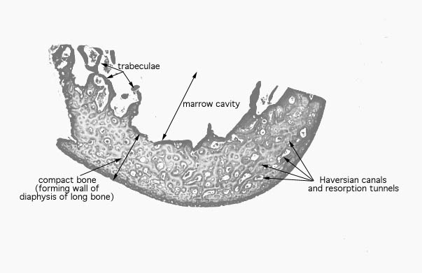  mineralized bone 