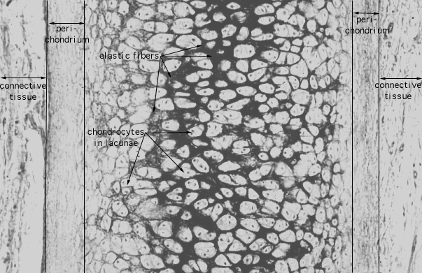  elastic cartilage, elastic fibers 