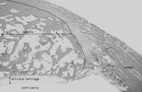  articular cartilage 
