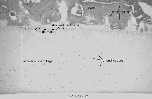 articular cartilage 