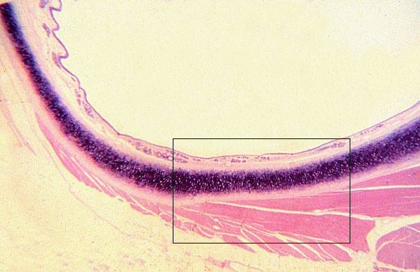  lamina propria; loose connective tissue 