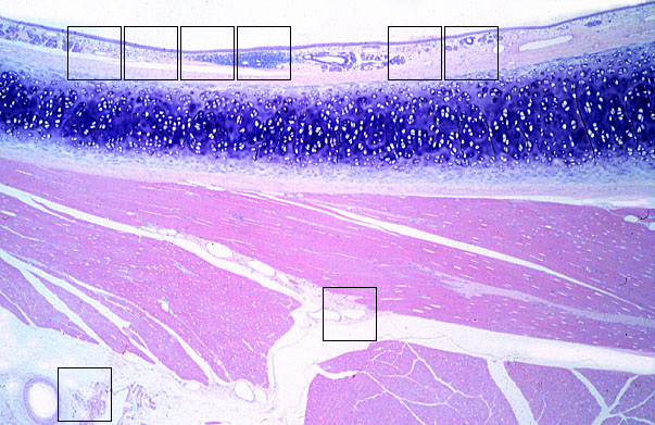  lamina propria; loose connective tissue 