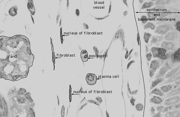  lamina propria, plasma cells, fibroblasts 