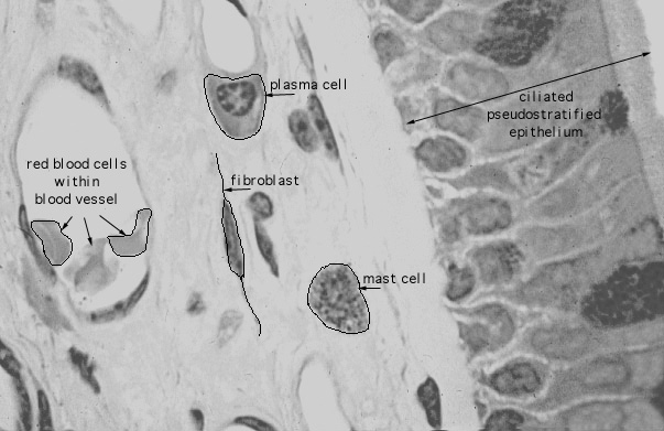  lamina propria, mast cells 
