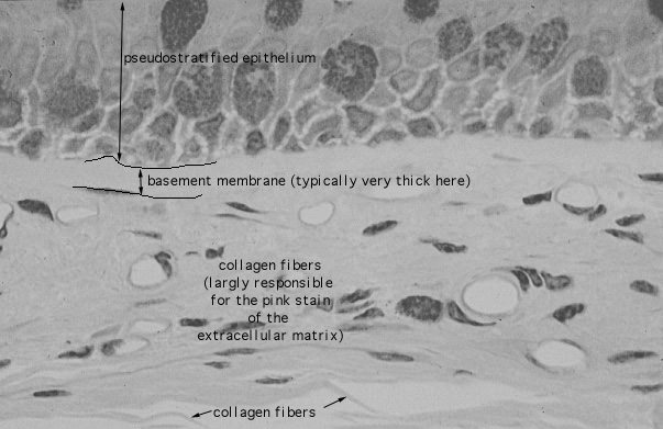  lamina propria, collagen 
