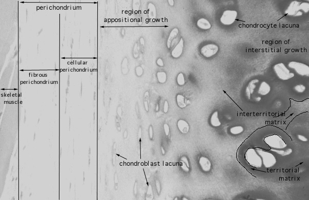  hyaline cartilage 