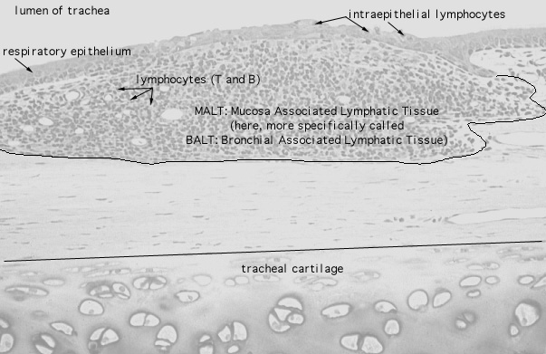  diffuse lymphoid tissue 