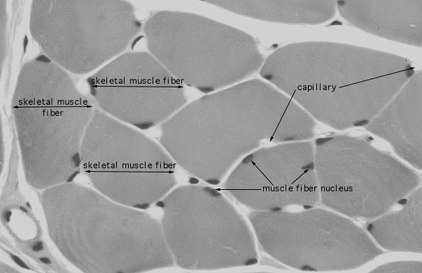 skeletal muscle cross section labeled