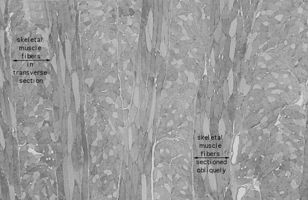  skeletal muscle types 