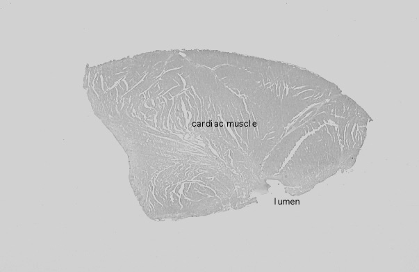  myocardium, cardiac conducting cells 