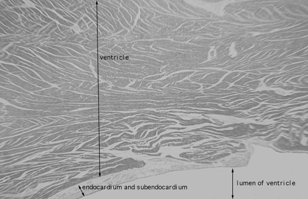  Purkinje cells 
