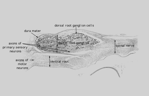  dorsal root ganglion 