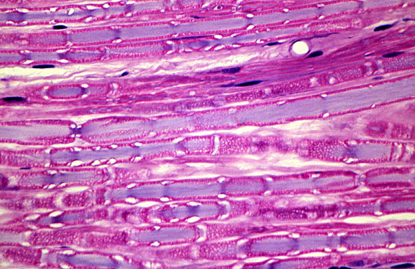  dorsal root ganglion, myelinated axons 