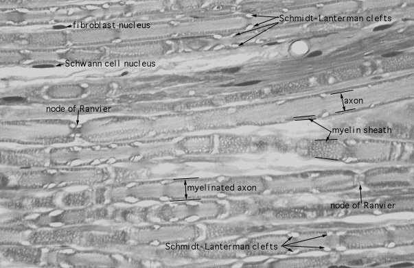  dorsal root ganglion, myelinated axons 