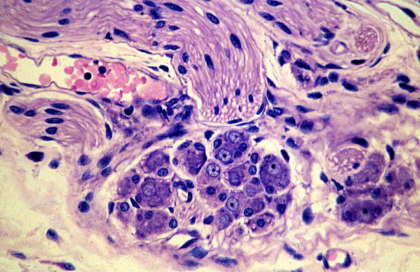  parasympathetic ganglion, cell bodies 