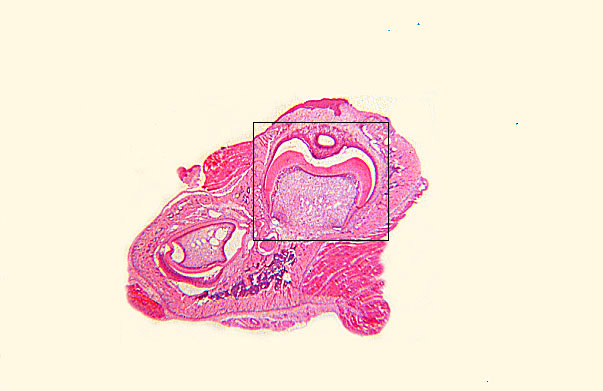  fetal rat (late), developing tooth 