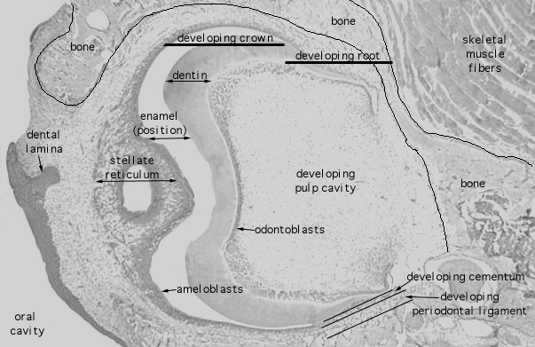  fetal rat, developing tooth 