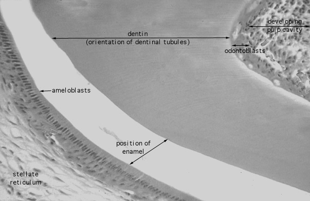 fetal rat, developing tooth 