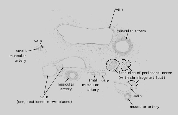  muscular arteries and medium veins, femoral 