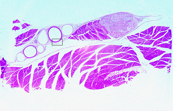  endothelium 