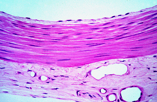  endothelium 