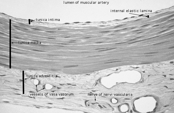  muscular artery 