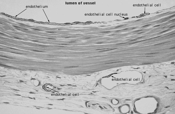  endothelium 