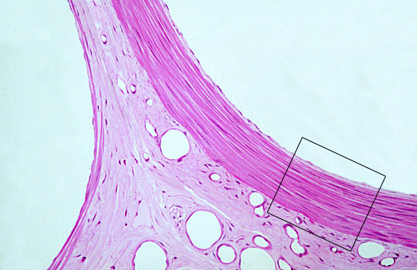 muscular arteries and medium veins, radial 