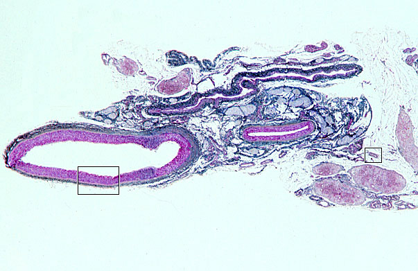  muscular arteries and medium veins 