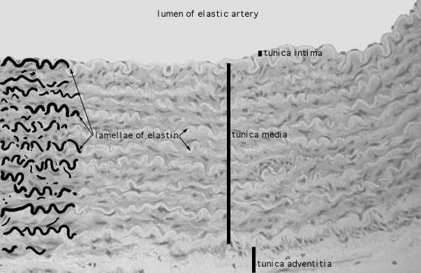  elastic artery, Lee's 