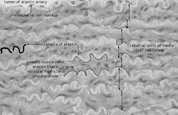  elastic artery, Lee's 