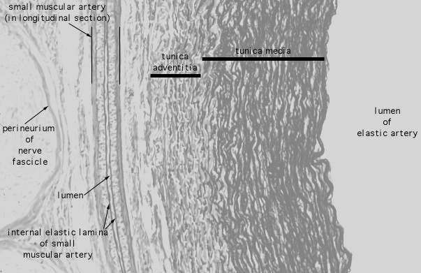  arteries, Verhoeff's 