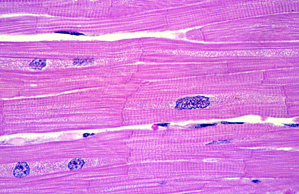  cardiac muscle 