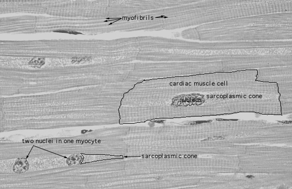  cardiac muscle 