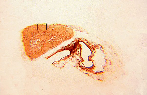  reticular fibers 