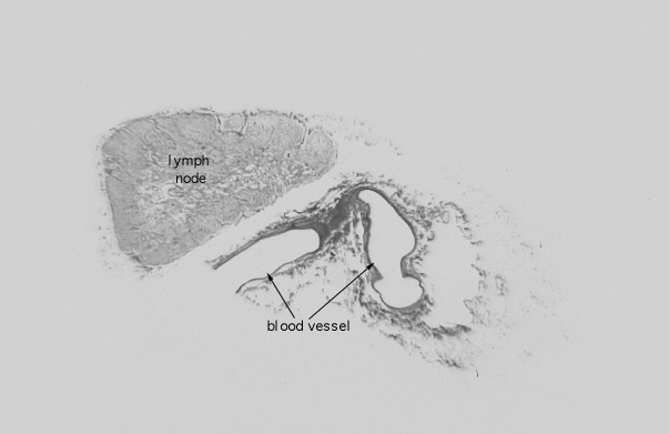  reticular fibers 