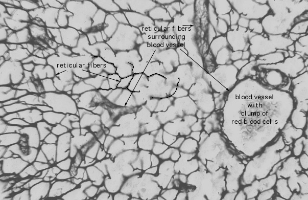 connective tissue labeled