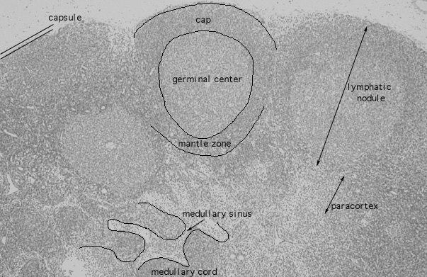  lymph node, cortex and medulla 