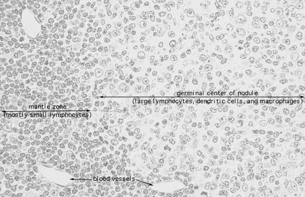  lymph node, germinal center 