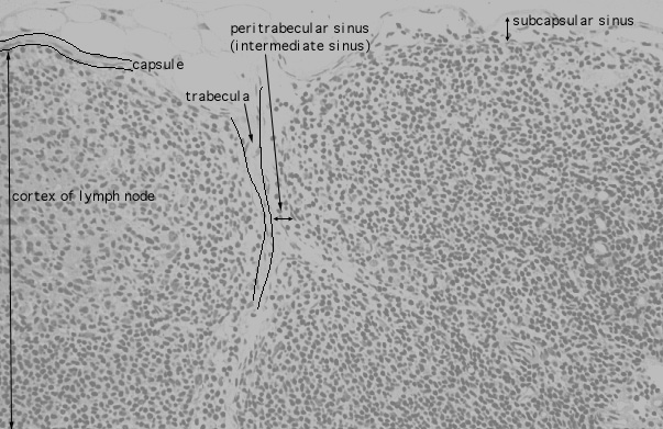  lymph node, subcapsular sinus 